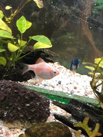 Barbus de Sumatra albinos 4-5 cm, Enlèvement, Neuf, Aquarium d'eau douce rempli