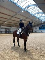 Prachtige 6 jarige Merrie unaniem van't blijbosh, Dieren en Toebehoren, Merrie, Springpaard, Met stamboom, L