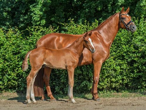 Hengstveulen Elastic x Fürsten-Look, Dieren en Toebehoren, Paarden, Hengst, Niet van toepassing, 0 tot 2 jaar, Dressuurpaard, Met stamboom