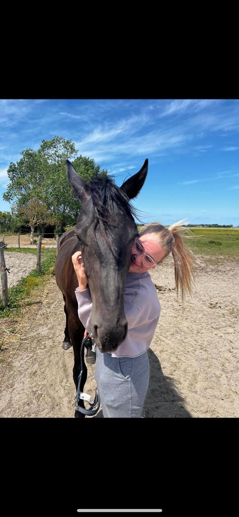 Op zoek, Dieren en Toebehoren, Paarden