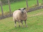 Blue du maine ram, Dieren en Toebehoren, Schapen, Geiten en Varkens, Mannelijk, Schaap, 0 tot 2 jaar