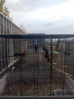 ROS 1M 1V KOPEL, Ophalen