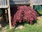 Japanse esdoorn, Tuin en Terras, Ophalen