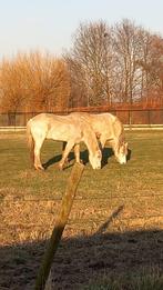 Paard veulen pony, Animaux & Accessoires, Chevaux