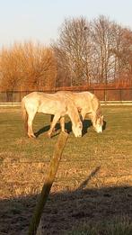 Paard veulen pony