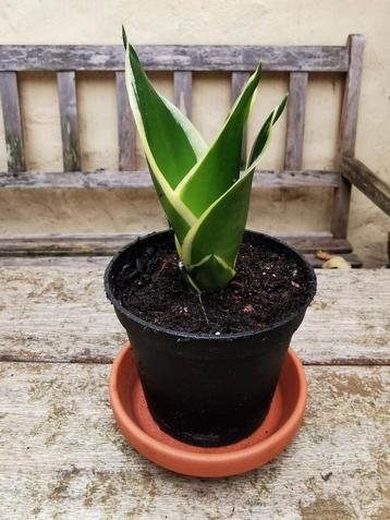 Sanseveria trifasciata jade dwarf marginata gezonde plant disponible aux enchères