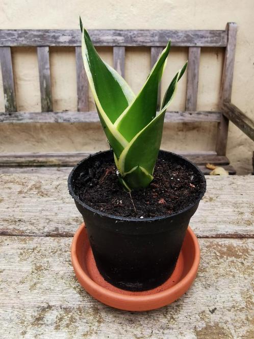 Sanseveria trifasciata jade dwarf marginata gezonde plant, Maison & Meubles, Plantes d'intérieur, Autres espèces, Moins de 100 cm