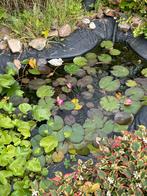 Kleine siervijver met toebehoren en 6 vissen, Tuin en Terras, Ophalen, Gebruikt