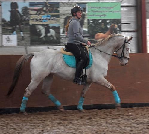 Bijrijder gezocht!, Dieren en Toebehoren, Pony's