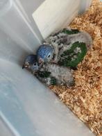 Lorybabys v d blauwe bergen, Dieren en Toebehoren, Vogels | Parkieten en Papegaaien, Papegaai, Pratend