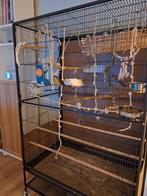 Perruches catherine et grande cage, Animaux & Accessoires, Enlèvement