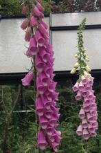 30 zaden roze vingerhoedskruid - Digitalis purpurea, Verzenden, Volle zon, Zaad