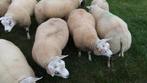 Lammeren, lammeren te koop, Meerdere dieren, Schaap, 0 tot 2 jaar