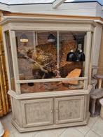 Groot terrarium met 2 baardagamen. Doe een serieus bod., Dieren en Toebehoren, Reptielen en Amfibieën | Toebehoren, Ophalen, Gebruikt