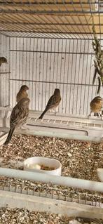 Vogels te koop, Dieren en Toebehoren, Meerdere dieren, Kleurkanarie