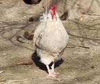 Coq blanc 2024, Eend