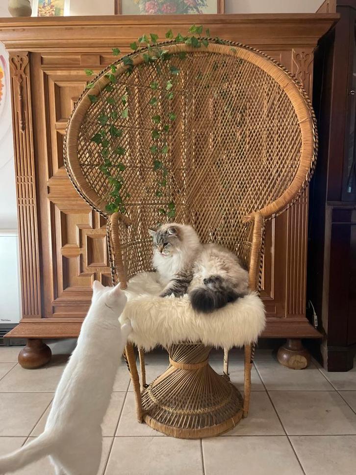 Fauteuil rotin & osier vintage style Emmanuelle, Antiquités & Art, Antiquités | Meubles | Chaises & Canapés, Enlèvement