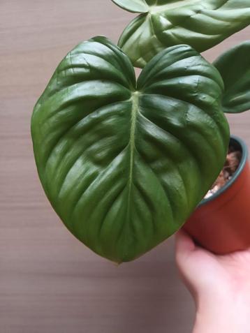 Philodendron Dean McDowell  beschikbaar voor biedingen