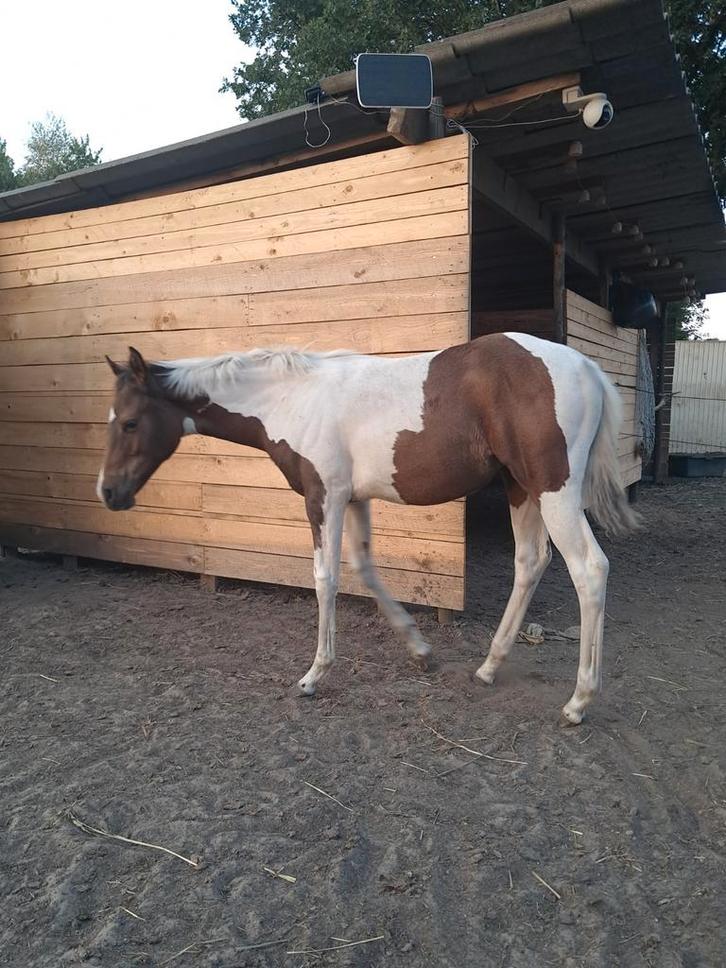 Apha merrie veulen, Dieren en Toebehoren, Paarden, Merrie, Minder dan 160 cm, 0 tot 2 jaar, Westernpaard, Met stamboom, Gechipt