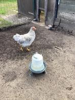 Jonge haan, Dieren en Toebehoren, Mannelijk, Kip