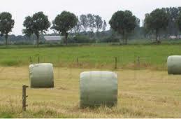 Top foin spécialement pour les chevaux et les poneys, Animaux & Accessoires, Nourriture pour Animaux, Bétail, Enlèvement