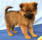 Super mooie Keeshond pups!, Dieren en Toebehoren, Keeshond, 15 weken tot 1 jaar, Buitenland, CDV (hondenziekte)