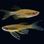 Gold longfin zebra danio, Vis, Zoetwatervis, Schoolvis