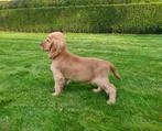 engelse cocker pups, Dieren en Toebehoren, België, Reu, CDV (hondenziekte), 8 tot 15 weken