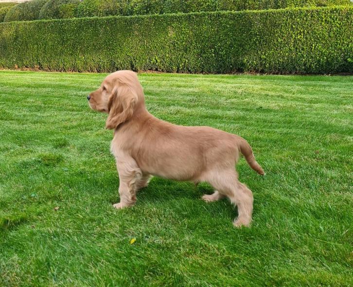 engelse cocker pups, Dieren en Toebehoren, Honden | Retrievers, Spaniëls en Waterhonden, Reu, Spaniël, Fokker | Professioneel