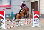 Allround merrie 9jaar, Dieren en Toebehoren, Paarden