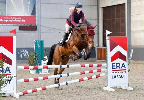 Allround merrie 9jaar, Dieren en Toebehoren, Paarden