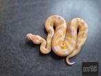 Python regius, Dieren en Toebehoren, Reptielen en Amfibieën, Slang, 0 tot 2 jaar