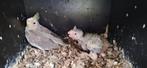 Baby valparkieten,met de hand tam te maken, Dieren en Toebehoren, Geslacht onbekend, Parkiet, Tam