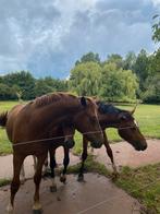 Franches-Montagnes, Freiberger, Dieren en Toebehoren, Paarden, Ruin, Gechipt, 0 tot 2 jaar