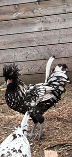 Mooie padua haan, Dieren en Toebehoren, Pluimvee, Mannelijk, Kip