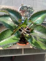 Stekje mother of thousand plant-stekje, Huis en Inrichting, Kamerplanten, Ophalen