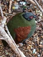 Diverse volierevogels en toebehoren, Dieren en Toebehoren, Meerdere dieren, Parkiet, Geringd
