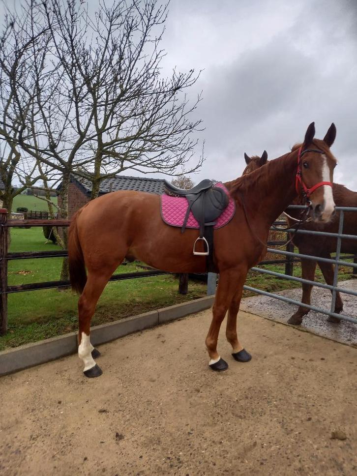Hongrd alezan, Dieren en Toebehoren, Paarden, Ruin, Zadelmak, 165 tot 170 cm, 3 tot 6 jaar, Recreatiepaard, Met stamboom, Gechipt