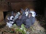 reuzevlinders - reuze vlinder - lotharinger, Dieren en Toebehoren, Konijnen