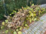 Gratis op te halen hout van leilindes, Tuin en Terras, Brandhout, Ophalen