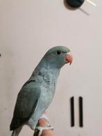 Halsband paraket handtam, Dieren en Toebehoren, Vogels | Parkieten en Papegaaien, Tam