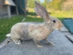 Jonge vlaamse reus, Dieren en Toebehoren
