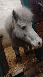 Superlieve shetlander te koop!, Animaux & Accessoires, Poneys
