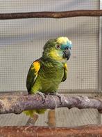 Femelle amazone xanthopterix, Animaux & Accessoires, Oiseaux | Perruches & Perroquets, Femelle