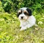 Bij ons geboren Havanezer pupjes, Dieren en Toebehoren, Honden | Chihuahua's en Gezelschapshonden, België, Overige rassen, CDV (hondenziekte)