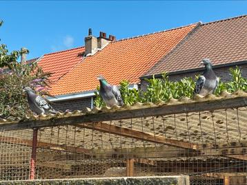Drie postduiven beschikbaar voor biedingen