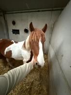 Pinto pony, Dieren en Toebehoren, Paarden en Pony's | Verzorgingsproducten, Ophalen of Verzenden
