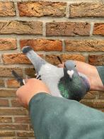 Doffer 2025 Van Der Wegen, Animaux & Accessoires, Oiseaux | Pigeons, Mâle, Pigeon voyageur