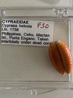 Cypraea, Ophalen of Verzenden