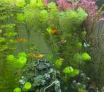 Platys en black molly kleintjes en grote, Dieren en Toebehoren